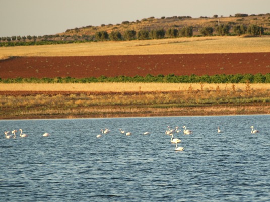 Flamencos en Membrilla