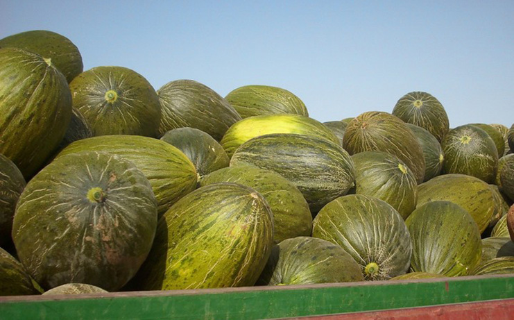 Arranque de campaña: Pocas existencias, precios aceptables en melón y por debajo de coste en sandía